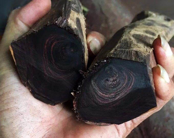 海黄是什么东西，真正的海黄是什么样子的（海黄，看了这个你会了解更多）