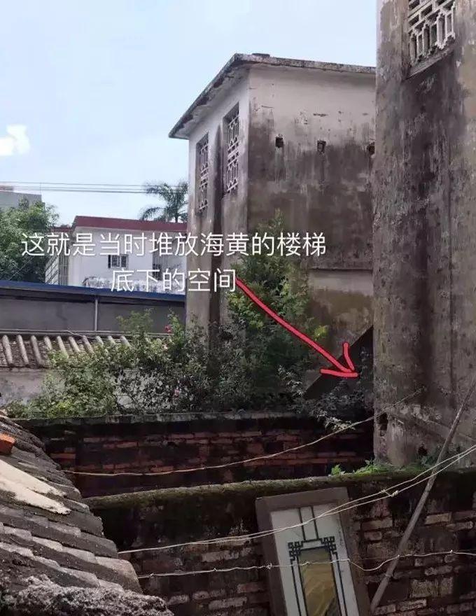 海黄是什么东西，真正的海黄是什么样子的（海黄，看了这个你会了解更多）