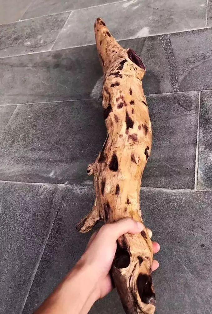 海黄是什么东西，真正的海黄是什么样子的（海黄，看了这个你会了解更多）