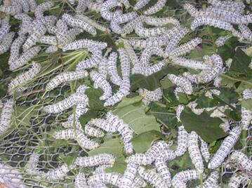 蓖麻蚕的功效与作用，蓖麻蚕蛹的功效与作用（这六种和农业有关的小虫子）