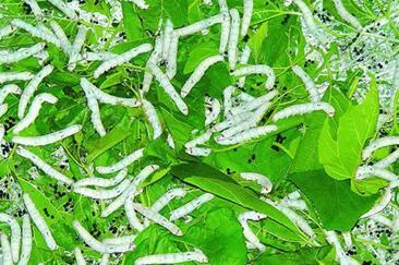 蓖麻蚕的功效与作用，蓖麻蚕蛹的功效与作用（这六种和农业有关的小虫子）