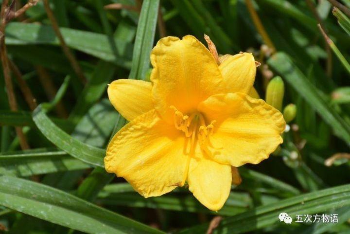 忘忧草黄花菜，忘忧草就是黄花菜吗（黄花菜和忘忧草）