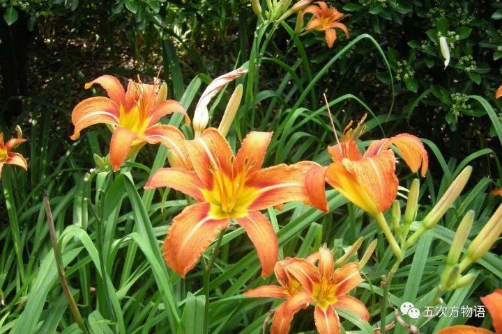 忘忧草黄花菜，忘忧草就是黄花菜吗（黄花菜和忘忧草）