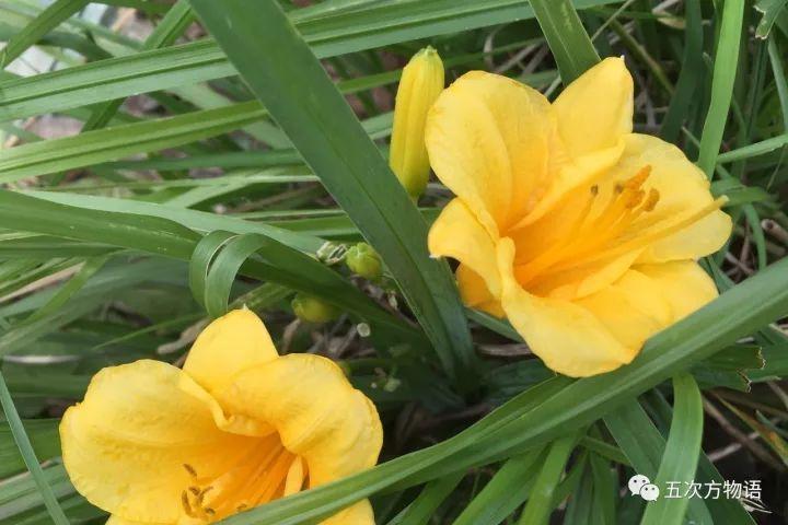 忘忧草黄花菜，忘忧草就是黄花菜吗（黄花菜和忘忧草）