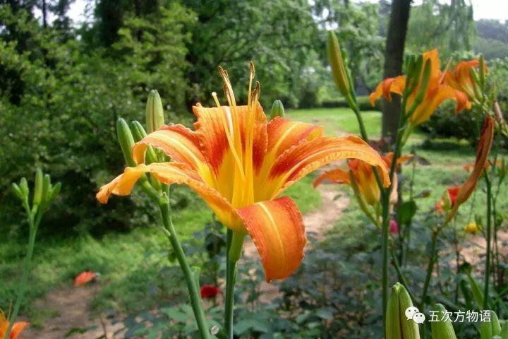 忘忧草黄花菜，忘忧草就是黄花菜吗（黄花菜和忘忧草）