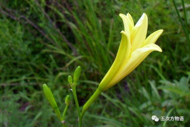 忘忧草黄花菜，忘忧草就是黄花菜吗（黄花菜和忘忧草）