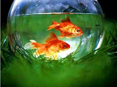 办公室鱼缸摆放位置，办公室鱼缸的摆放位置（办公室养鱼的风水讲究）