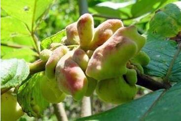 蓖麻蚕的功效与作用，蓖麻蚕蛹的功效与作用（这六种和农业有关的小虫子）