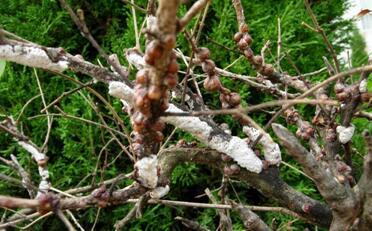 蓖麻蚕的功效与作用，蓖麻蚕蛹的功效与作用（这六种和农业有关的小虫子）