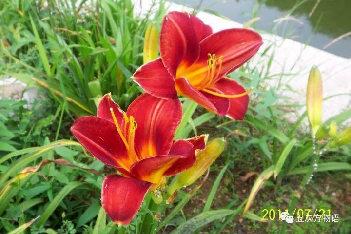 忘忧草黄花菜，忘忧草就是黄花菜吗（黄花菜和忘忧草）