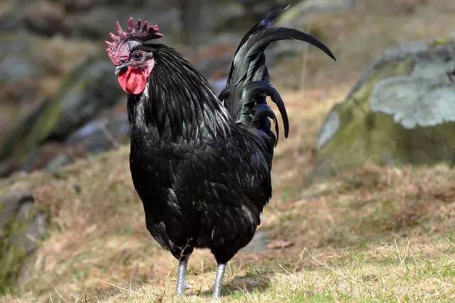 这只全身都是黑色的鸡真的不是p出来的?