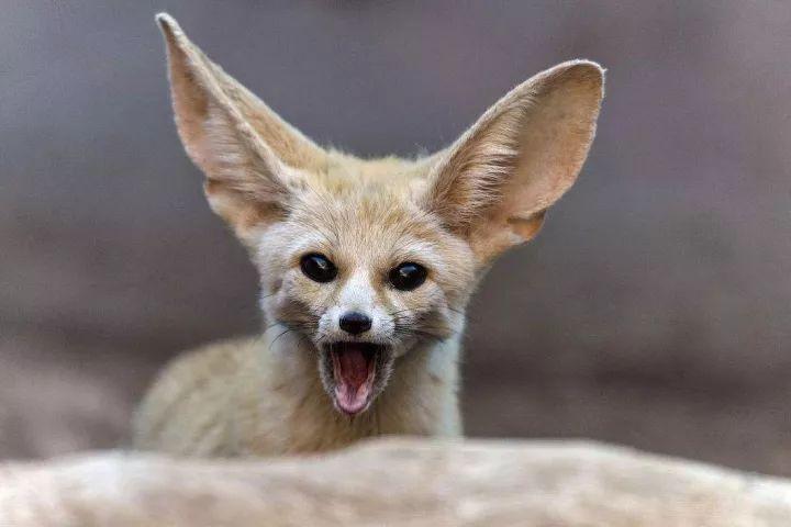 耳廓狐,耳廓狐:虽然我耳朵很大(中国允许养耳廓狐吗)