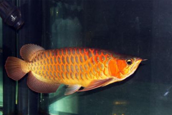 金龙鱼价格多少钱一只，金龙鱼多少钱（金龙鱼多少钱一条）