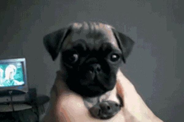 萌可以组什么词语，萌可以组什么词语呢（怂萌是什么意思 怂萌是什么梗）