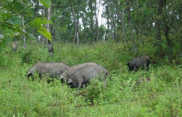 黑猪是什么品种的猪，黑猪的品种有哪些（这10种黑猪好养、效益高）