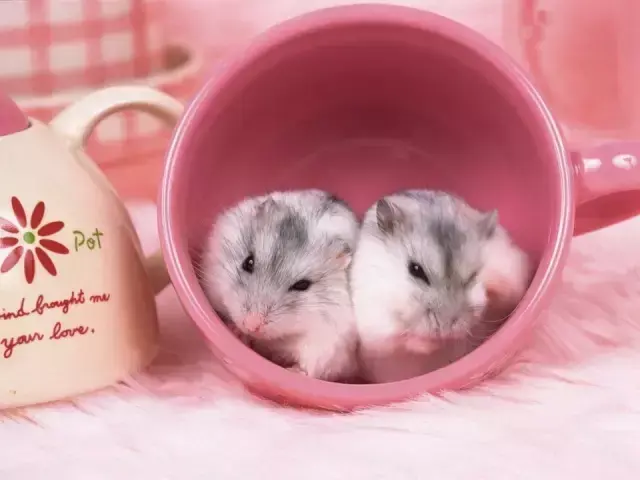 仓鼠可以喝牛奶吗(拿仓鼠正确手势)