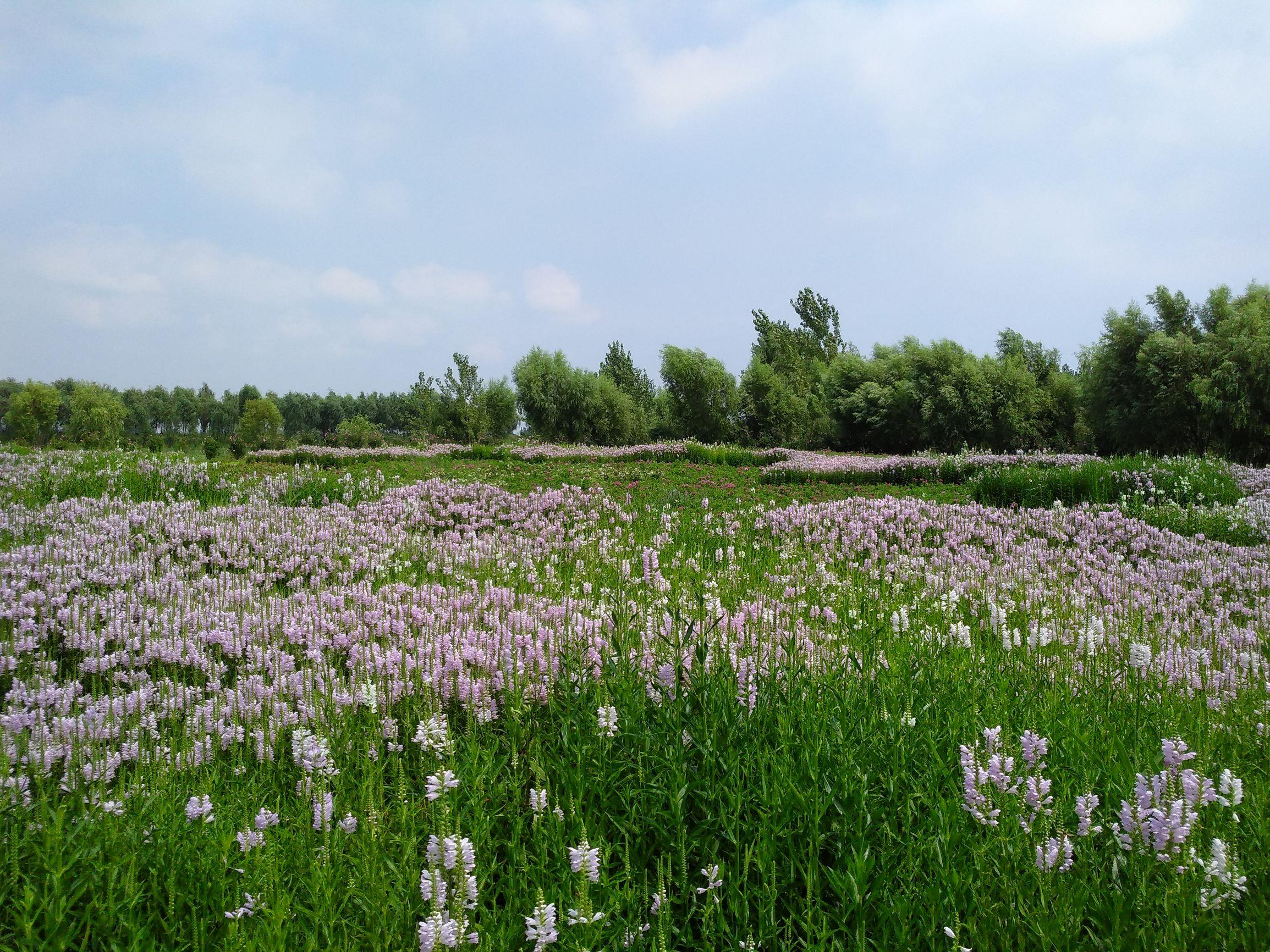微山湖旅游攻略，微山湖旅游攻略自驾游（红荷湿地游玩攻略）