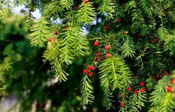 红豆杉果实的功效与作用，红豆杉果实的功效与作用及食用方法（红豆杉前景与未来）