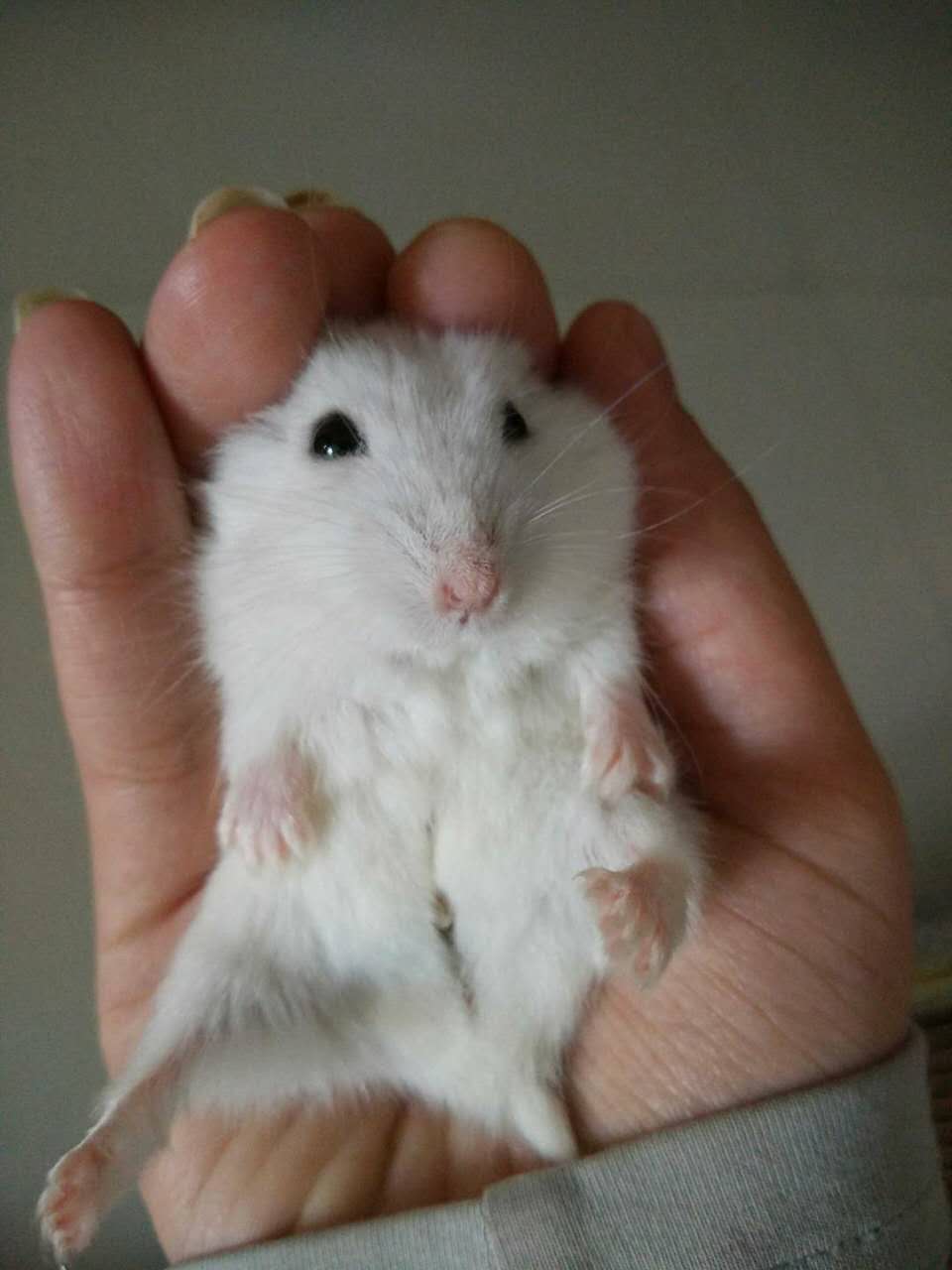 怎么让仓鼠躺手，如何训练仓鼠从上手仓鼠怎样训练躺手（让自家仓鼠宝宝躺手的正确方法）