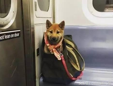 吸引人的包包店名，吸引人的包包店名字大全290个（大牌包包凹不出的情绪它可以）