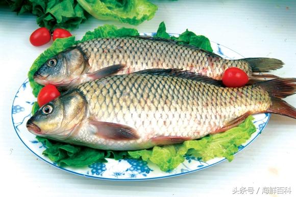 黑鱼营养丰富，具滋补强身、促进伤口愈合等功效，是高蛋白低脂肪的健康食疗佳品。