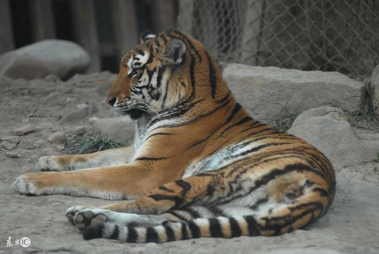 属虎人2021年的运势及运程，属虎人2021年的运势及运程怎样（属虎之人该看看了）