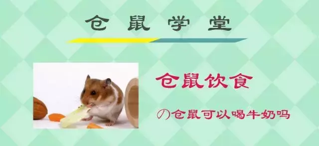 仓鼠可以喝牛奶吗(拿仓鼠正确手势)