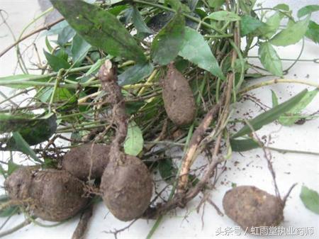 枸骨根的功效与作用，枸骨子的功能和主治（偶尔了解一味中药——三叶青）