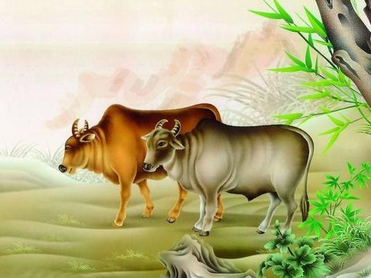 羊和牛的属相适合结婚吗，属牛与羊结婚好吗（日子过得比开水还淡）