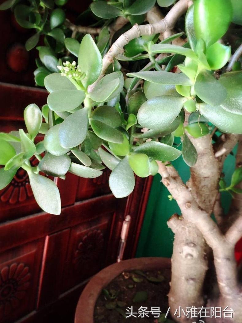 景天树如何养植,景天养殖方法(家里不用花钱再买盆栽了)