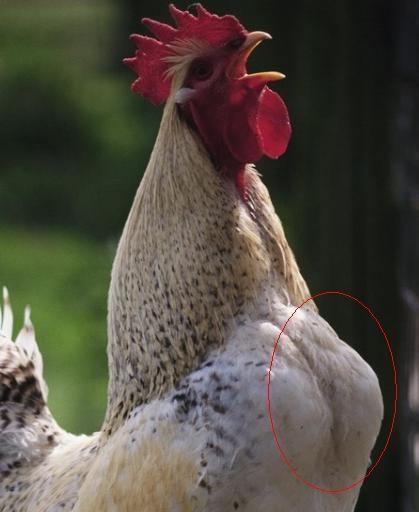 鸡嗉子植物图片