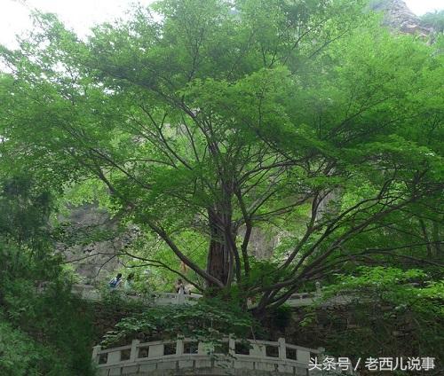 藏山一日游如何安排，藏山建议游玩时间（西妹儿带你游山西）