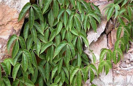 枸骨根的功效与作用，枸骨子的功能和主治（偶尔了解一味中药——三叶青）