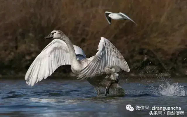 白鹄网名，秦岚白鹄微信昵称（你真的以为你了解天鹅）