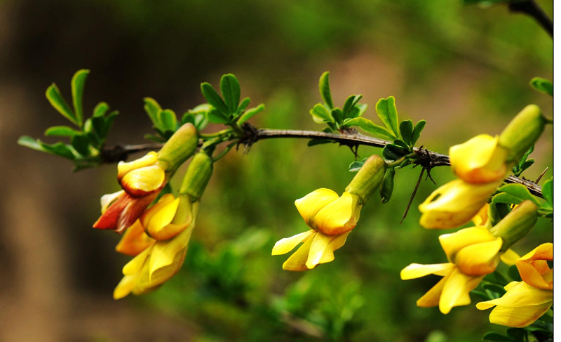 阳雀花怎么晒干,阳雀花的图片及功效(可以长期保鲜——金雀花煎蛋的