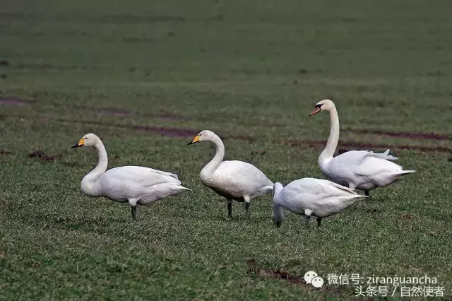 白鹄网名，秦岚白鹄微信昵称（你真的以为你了解天鹅）