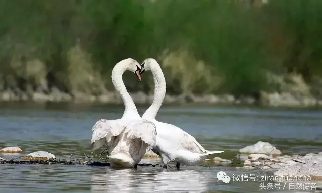 白鹄网名，秦岚白鹄微信昵称（你真的以为你了解天鹅）