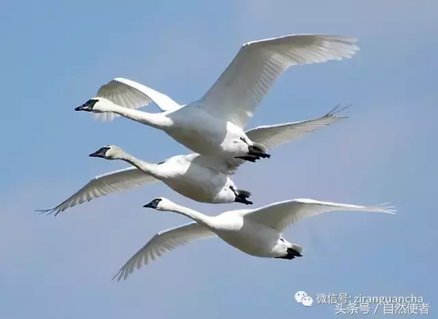 白鹄网名，秦岚白鹄微信昵称（你真的以为你了解天鹅）