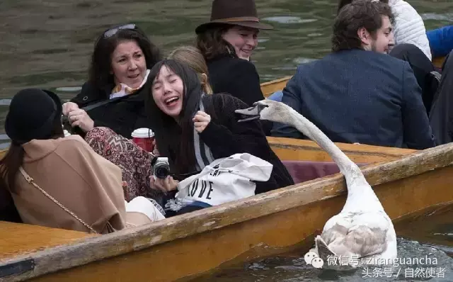 白鹄网名，秦岚白鹄微信昵称（你真的以为你了解天鹅）