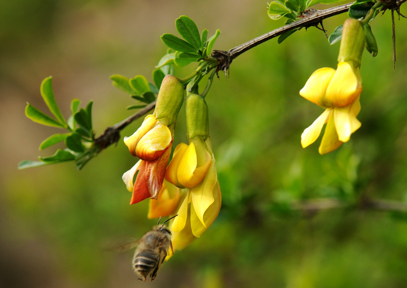 阳雀花怎么晒干,阳雀花的图片及功效(可以长期保鲜——金雀花煎蛋的