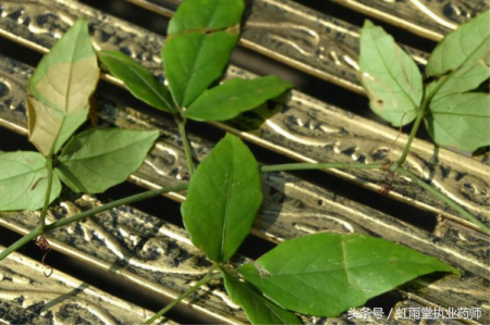 枸骨根的功效与作用，枸骨子的功能和主治（偶尔了解一味中药——三叶青）