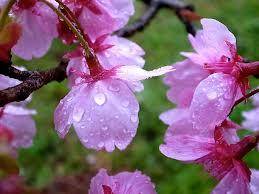 春雨的别称有什么，春雨的别名有叫什么（充满日本情趣的“雨”名）