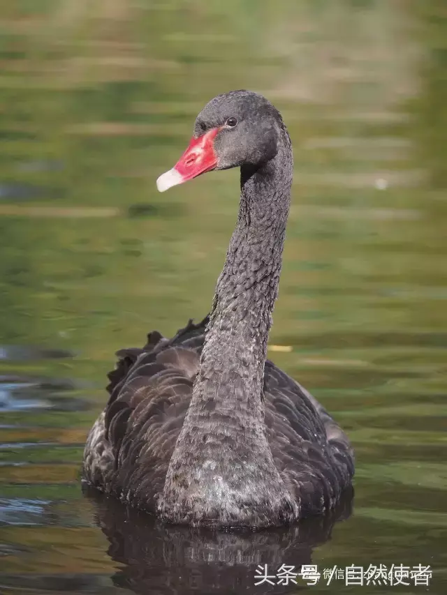 白鹄网名，秦岚白鹄微信昵称（你真的以为你了解天鹅）