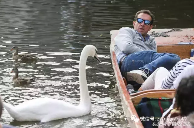 白鹄网名，秦岚白鹄微信昵称（你真的以为你了解天鹅）