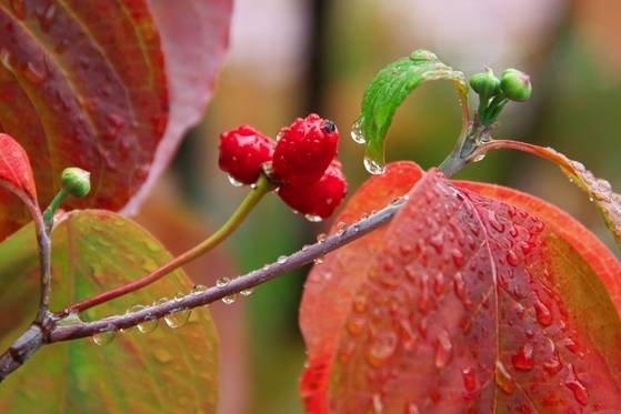 春雨的别称有什么，春雨的别名有叫什么（充满日本情趣的“雨”名）