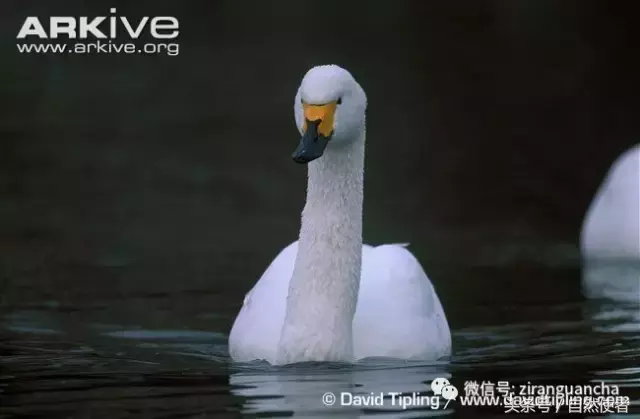 白鹄网名，秦岚白鹄微信昵称（你真的以为你了解天鹅）