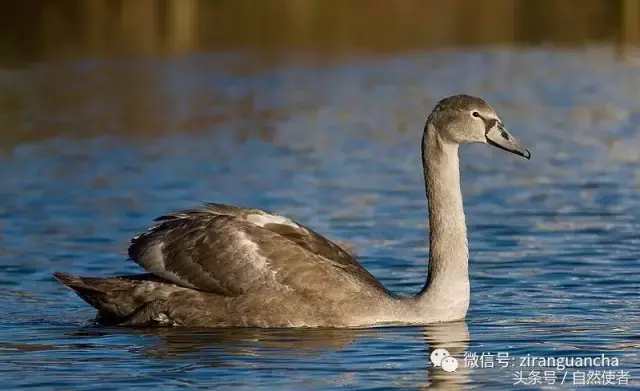 白鹄网名，秦岚白鹄微信昵称（你真的以为你了解天鹅）
