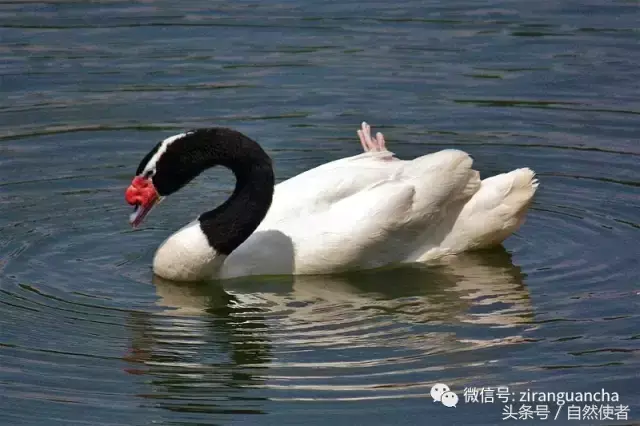 白鹄网名，秦岚白鹄微信昵称（你真的以为你了解天鹅）