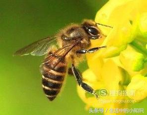 被蜜蜂蛰了怎么处理，被蜜蜂蛰了怎么处理消肿最快土方法（被蜜蜂蛰了之后应该怎么处理呢）