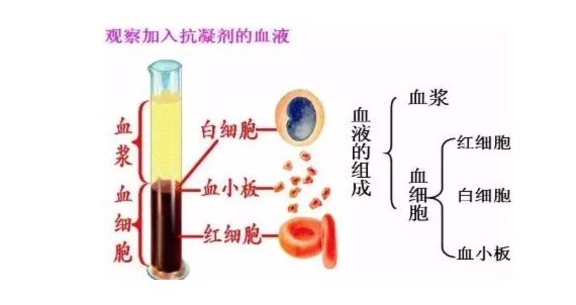 血红蛋白正常值是多少，血红蛋白正常值是多少5岁（如何看血常规报告单第一篇）